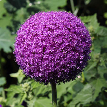Allium Giganteum - Onion Flowerの写真素材