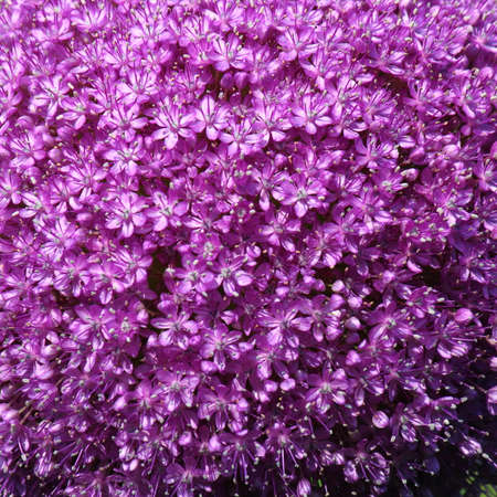 Allium Giganteum - Onion Flower - Close-upの写真素材