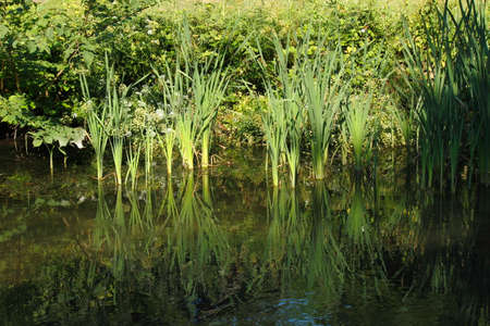 Canal with Reeds and other Waterside Plants, with Reflections - Dock Feeder Canal, Bute Park, Cardiff, Walesの写真素材