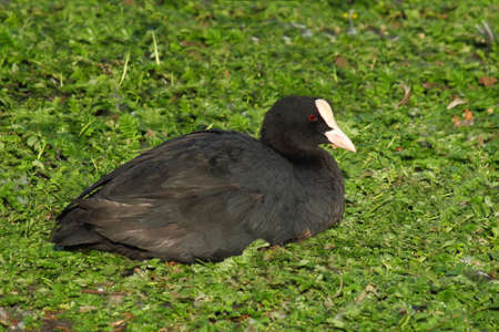 Eurasian Coot Sitting on Grass - Roath Park Lake, Cardiff, Walesの写真素材