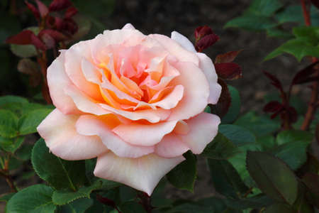 Rose - Bloom of Ruth (Harmedley)の写真素材