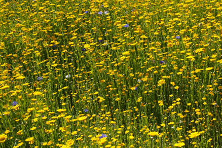 Wild Bed of Yellow Daisies and Other Meadow Flowersの写真素材