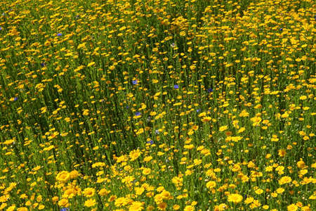 Wild Bed of Yellow Daisies and Other Meadow Flowersの写真素材