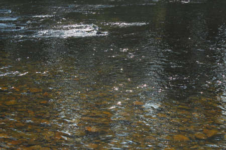 River in Summer with  Stones Visible on the Riverbed  - River Taff, Cardiff, Walesの写真素材