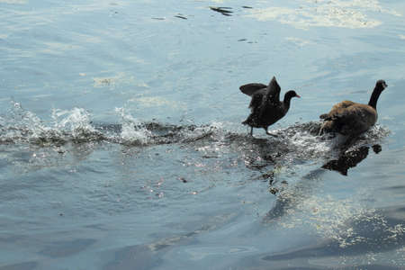 Aggressive Territorial Eurasian Coot Chasing Off a Canada Goose - Roath Park Lake, Cardiff, Walesの写真素材