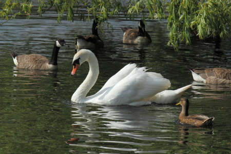 Swan with Geese and Ducks - Roath Park Lake, Cardiff, Walesの写真素材
