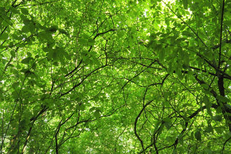 Sunlight Through the Leaves of a Beech Tree - Roath Park Wild Gardens, Cardiff, Walesの写真素材