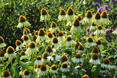 Backlit Coneflowersの写真素材
