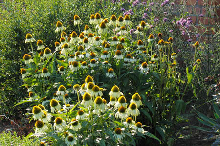 Backlit Coneflowers and Other Border Plantsの写真素材