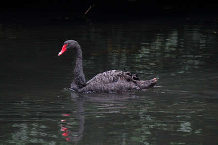 Black Swan on Dark Shaded Water - Roath Park Lake, Cardiff, Walesの写真素材