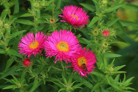 Michaelmas Daisies (Aster novae-angliae September Ruby) with a Bee - Bute Park, Cardiff, Walesの写真素材
