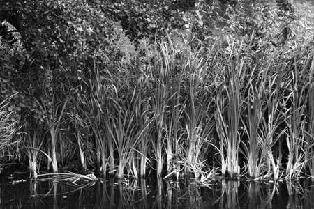 Reeds and other Waterside Plants  - Dock Feeder Canal, Bute Park, Cardiff, Wales (Black and White)の写真素材