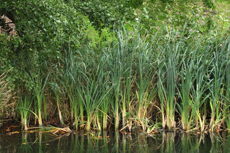 Reeds and other Waterside Plants  - Dock Feeder Canal, Bute Park, Cardiff, Walesの写真素材