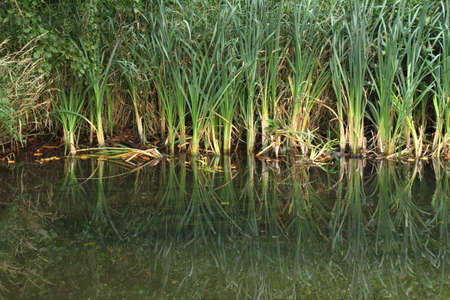 Reeds and other Waterside Plants with Reflections  - Dock Feeder Canal, Bute Park, Cardiff, Walesの写真素材