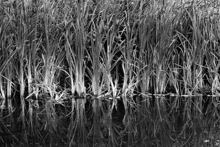 Reeds and other Waterside Plants with Reflections  - Dock Feeder Canal, Bute Park, Cardiff, Wales (Black and White)の写真素材