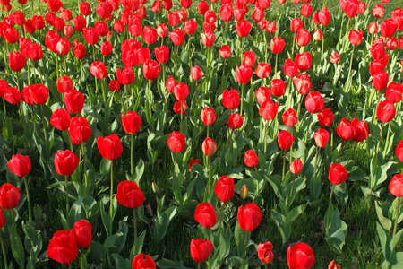 Bed of Red Tulips - Bute Park, Cardiff, Walesの写真素材