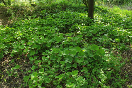 Shade of a Tree with Marsh Marigold Leaves - Bute Park, Cardiff, Walesの写真素材