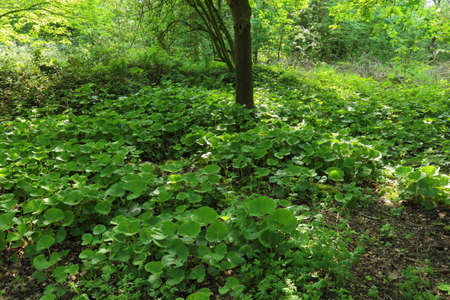 Shade of a Tree with Marsh Marigold Leaves - Bute Park, Cardiff, Walesの写真素材
