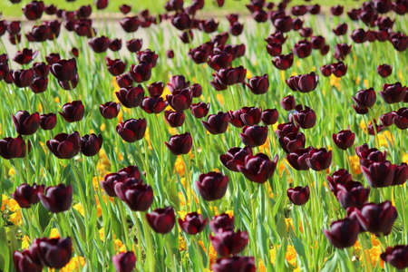 Bed of Burgundy Tulips with Smaller Yellow Flowersの写真素材