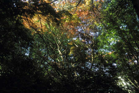 Sunlight through Camellia Trees and Colourful  Japanese Mapleの写真素材