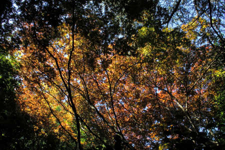 Sunlight through Camellia Trees and Fiery Japanese Maple Leavesの写真素材