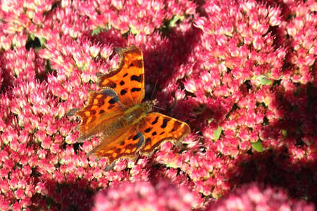 Comma Butterfly on Sedum Autumn Joyの写真素材