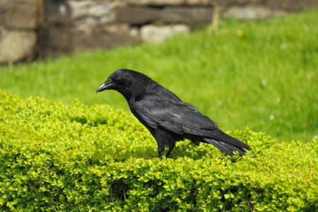 Raven Perched on a Hedge near Cardiff Castle, Cardiff, Walesの写真素材