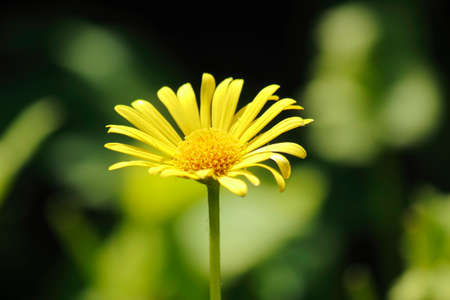 Yellow Daisyの写真素材
