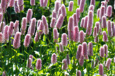 Persicaria Bistorta Superbaの写真素材