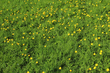 Grass with Buttercups and Other Wild Flowers - Bute Park, Cardiff, Walesの写真素材