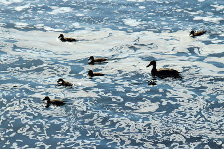 Female Mallard Duck with Ducklings Playing in the River Foam - River Taff, Cardiff, Walesの写真素材