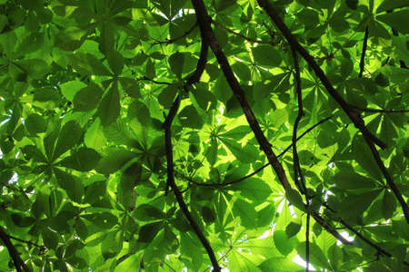 Sunlight Through the Leaves of a Horse Chestnut Tree - Bute Park, Cardiff, Walesの写真素材