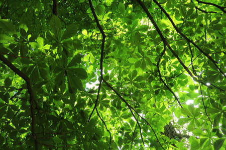 Sunlight Through the Leaves of a Horse Chestnut Tree - Bute Park, Cardiff, Walesの写真素材