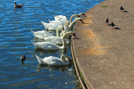 Swans Eating Grain on a Path Beside a Lake with Pigeons and other Birds - Roath Park Lake, Cardiff, Walesの写真素材