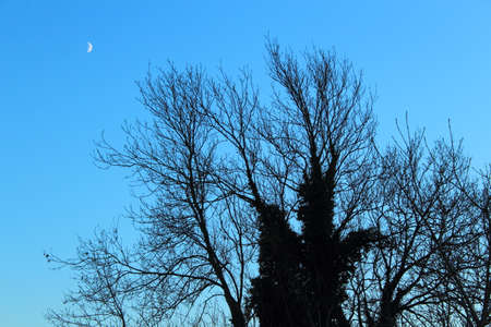 An Overgrown Tree Silhouetted Against a Clear Blue Sky with a Half Moon on a Winter Eveningの写真素材