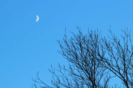 Tree Branches Silhouetted Against a Clear Blue Sky with a Half Moon on a Winter Eveningの写真素材
