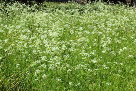 Meadow Scene with Cow Parsley and Other Wild Plantsの写真素材