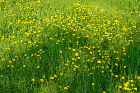 Meadow Scene with Buttercups - Bute Park, Cardiff, Walesの写真素材