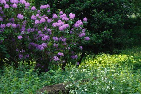 Purple Rhododendron Bush with Other Woodland Plants and Trees - Bute Park, Cardiff, Walesの写真素材