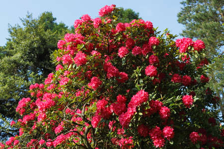 Red Rhododendron Bush in Bloom - Bute Park, Cardiff, Walesの写真素材