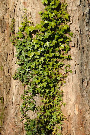 Ivy Growing on Maple/Sycamore Bark - Background/Textureの写真素材
