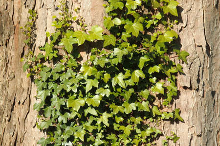 Ivy Growing on Maple/Sycamore Bark - Background/Textureの写真素材