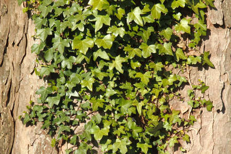 Ivy Growing on Maple/Sycamore Bark - Background/Textureの写真素材