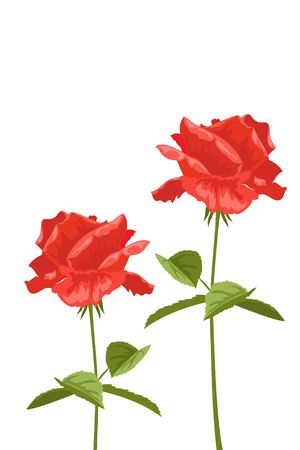Red roses on a white background for design cards and invitationsのイラスト素材