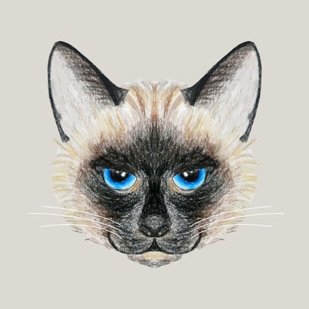 Beautiful vector Siamese cat with bright blue eyesのイラスト素材