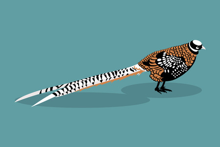 Illustration royal pheasant on a blue backgroundのイラスト素材
