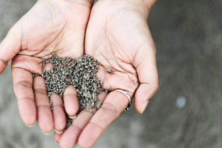 mini crab on handの写真素材