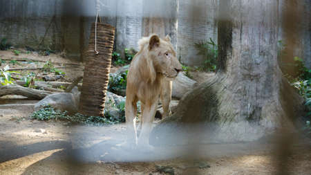 White South Africa Lion portrait, close up