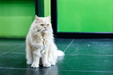 Cute White Persian cats on the floorの写真素材