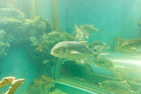 Trevally fish (Jackfish) under water in aquarium
